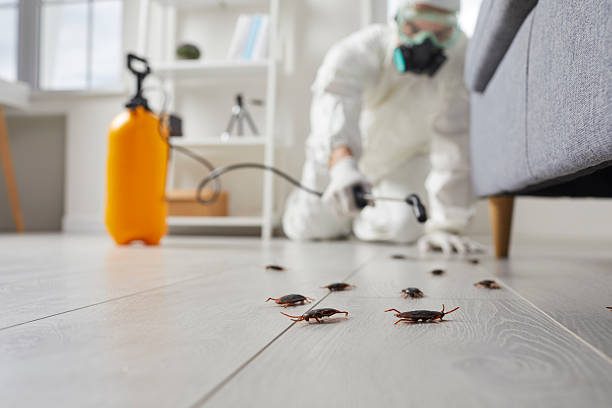Post-Treatment Bed Bug Interceptor Monitoring in Georgetown